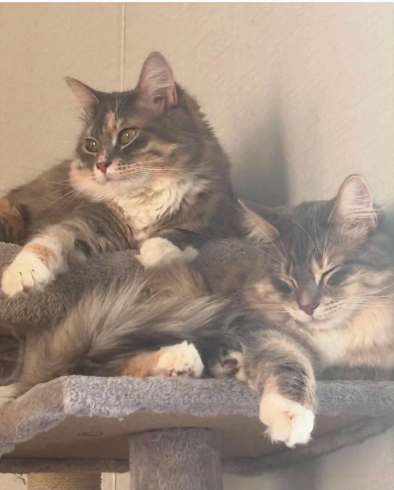 Pinky and Paris thumbnail 3