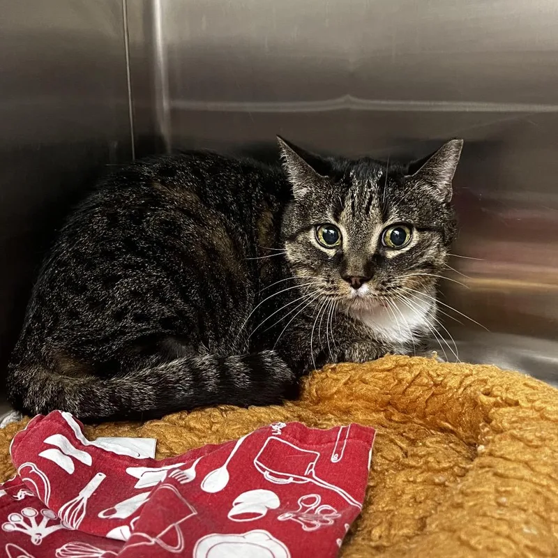 An adult medium-sized female Gray / Blue / Silver Domestic Short Hair cat named Socks for adoption in Albuquerque, NM