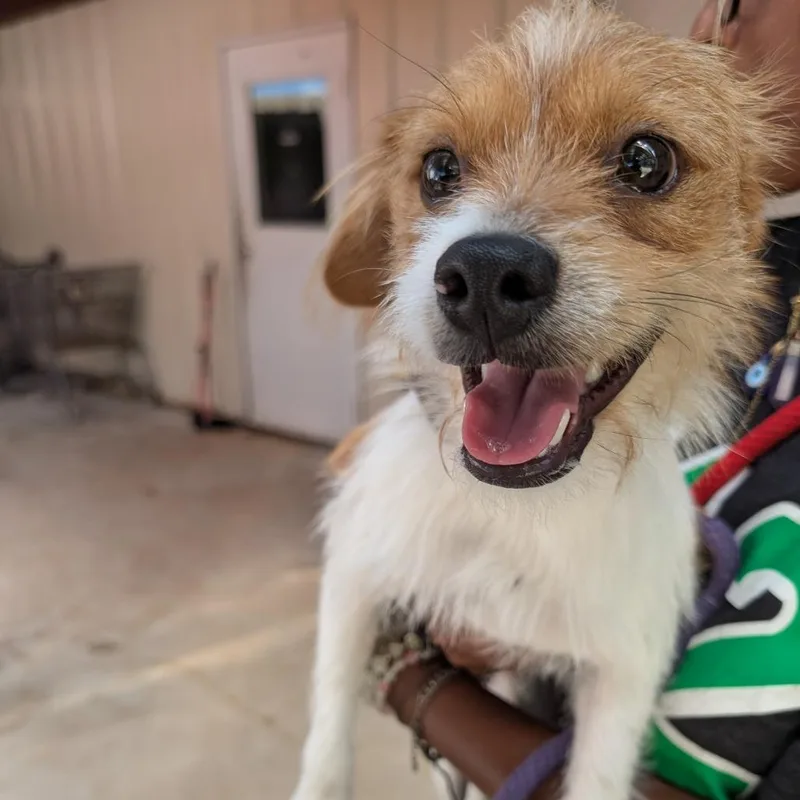A young small-sized male White / Cream Mixed Breed dog named Bumi for adoption in Leander, TX