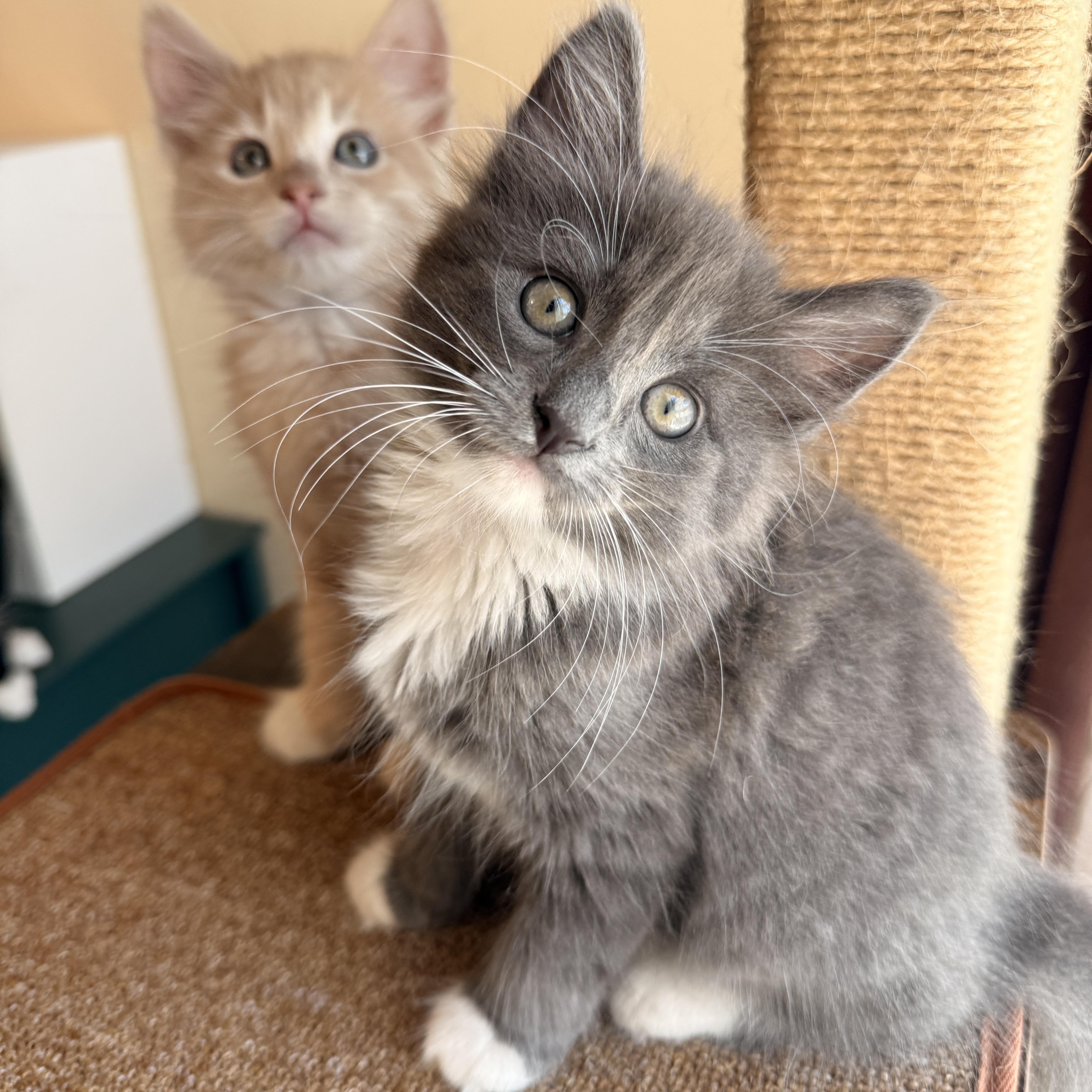 A baby medium-sized female Domestic Medium Hair cat named Bertie for adoption in Los Angeles, CA