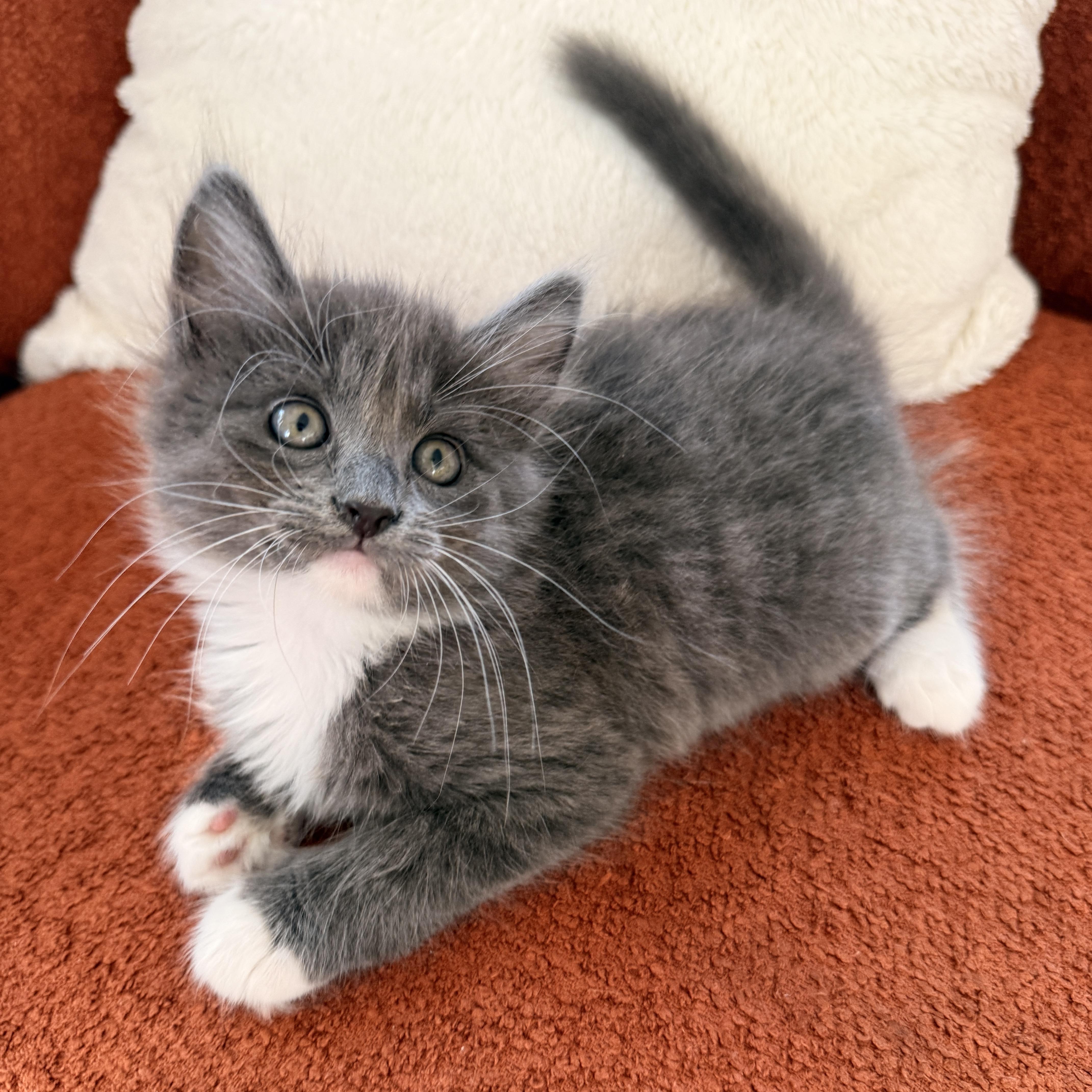 Bertie thumbnail 4