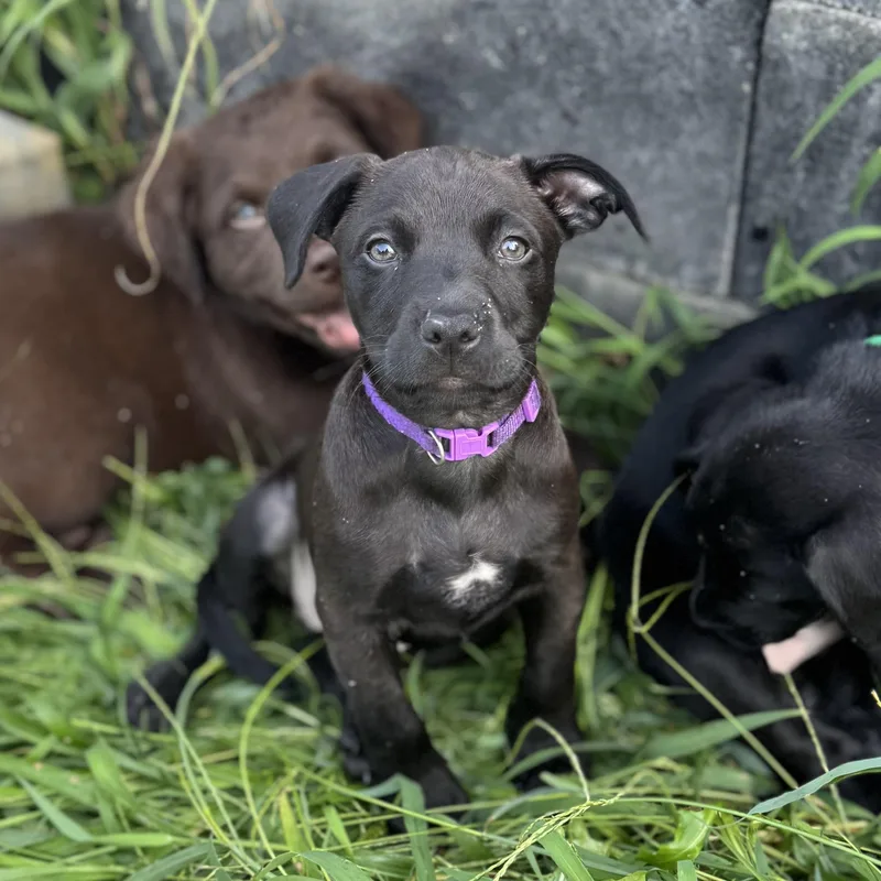 A baby medium-sized female Labrador Retriever dog named Lavender for adoption in Mount Juliet, TN
