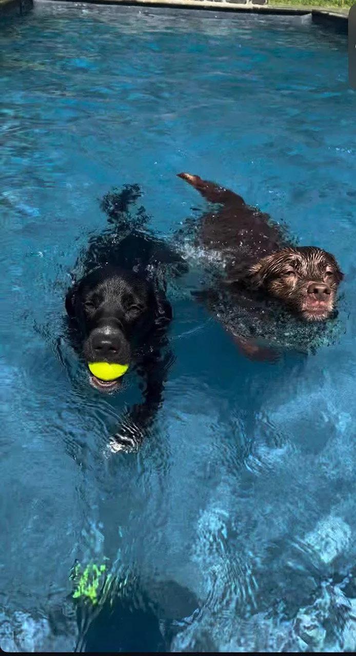 An adult medium-sized male Labrador Retriever dog named Oakley for adoption in Herndon, VA