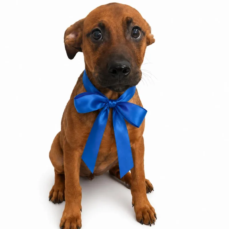 A baby small-sized male Brown / Chocolate Mixed Breed dog named Goosenberry for adoption in Columbiana, AL