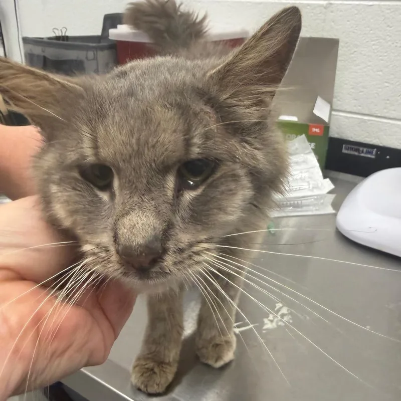 An adult medium-sized male Gray / Blue / Silver Domestic Short Hair cat named Ben for adoption in Rocky Mount, VA