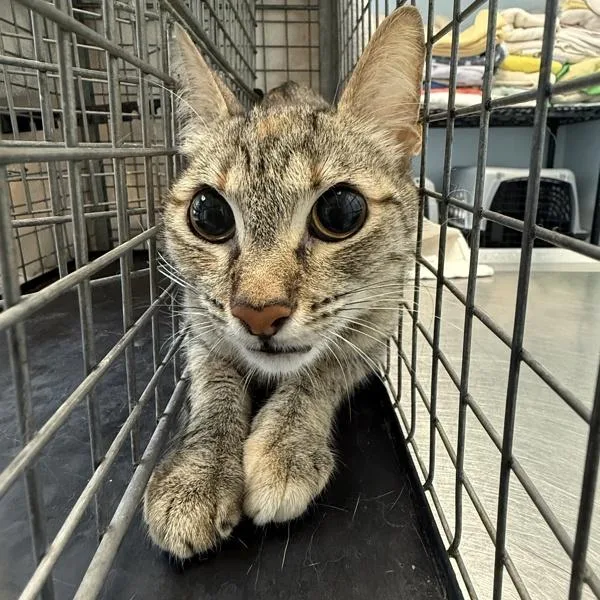 An adult small-sized female Domestic Short Hair cat named Lily for adoption in San Diego, CA