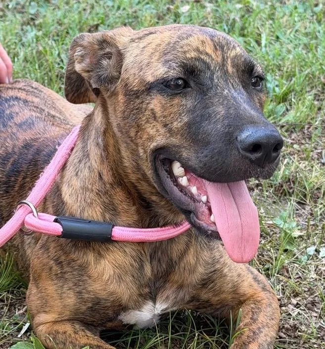 A baby medium-sized female Mixed Breed dog named Marbles for adoption in Groveland, MA
