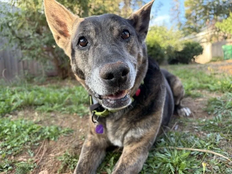 A senior large-sized female Cattle Dog dog named Tempa for adoption in Grass Valley, CA