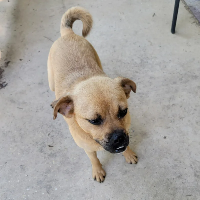 An adult small-sized female Yellow / Tan / Blond / Fawn Puggle dog named Kiwi for adoption in Van Alstyne, TX
