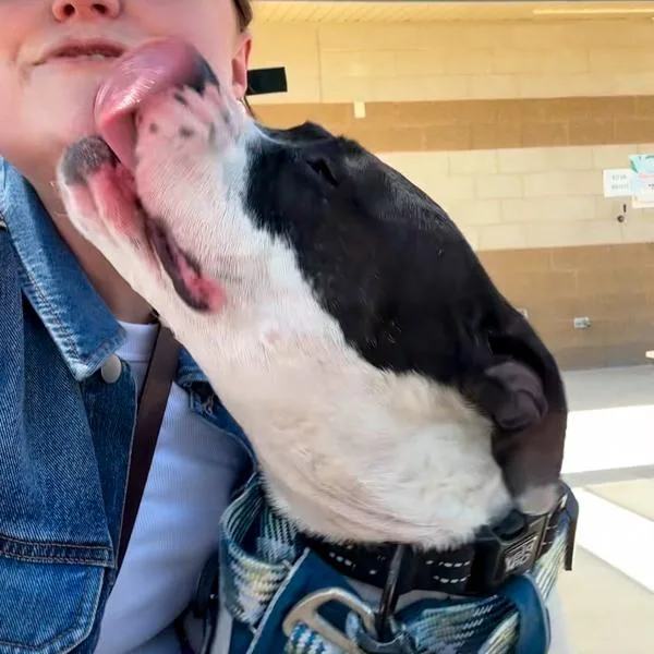 An adult large-sized male Pit Bull Terrier dog named Bojangles for adoption in Des Moines, IA