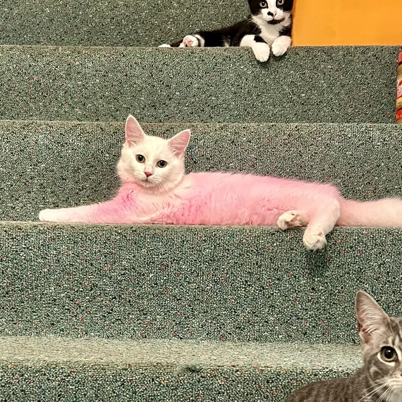 A baby medium-sized male Domestic Medium Hair cat named Pinky for adoption in Warwick, RI