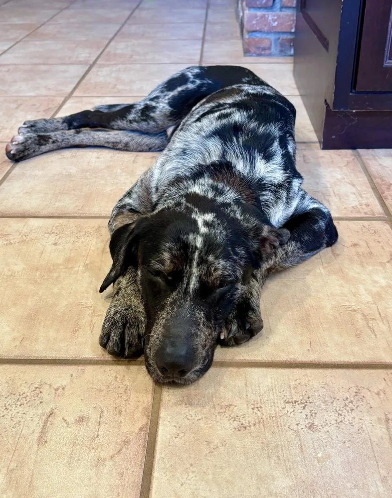 A young large-sized male Merle (Blue) Catahoula Leopard Dog dog named Wells for adoption in Greenlawn, NY