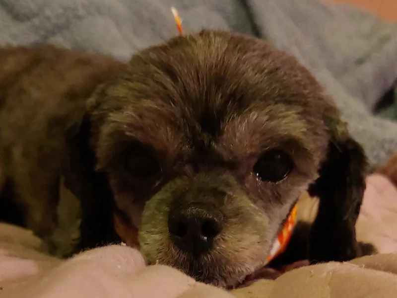 Gertieos thumbnail 2