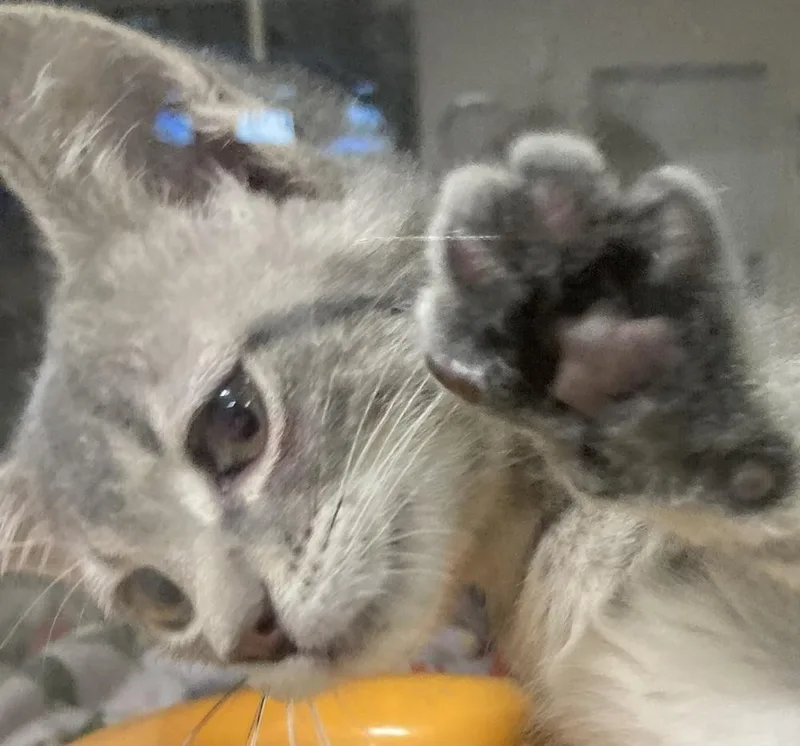 A baby small-sized male Gray / Blue / Silver Domestic Short Hair cat named Mike for adoption in Anoka, MN