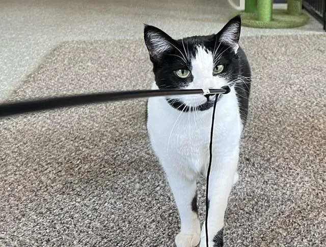An adult medium-sized female White Domestic Medium Hair cat named Delilah for adoption in Carson City, NV