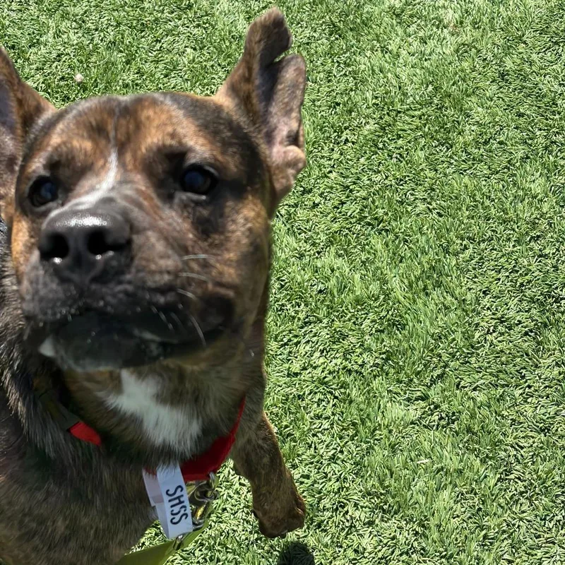 An adult medium-sized male Black Mixed Breed dog named Dobby for adoption in Matteson, IL