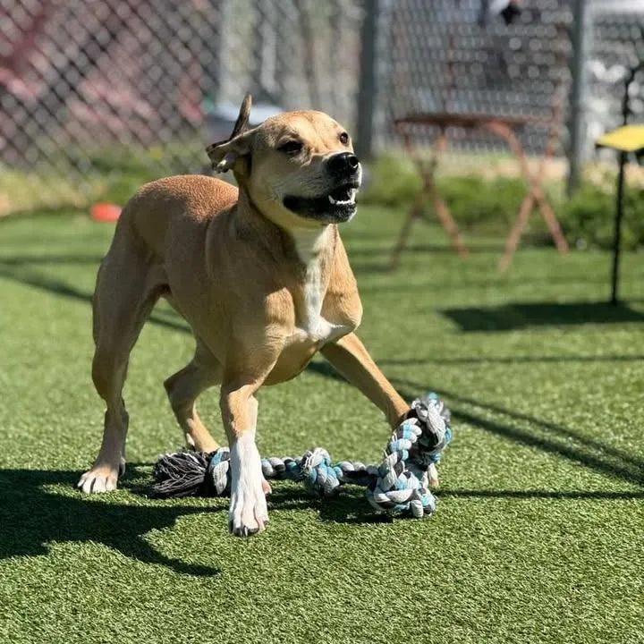 An adult large-sized male Yellow / Tan / Blond / Fawn Mixed Breed dog named Copper for adoption in Chattanooga, TN