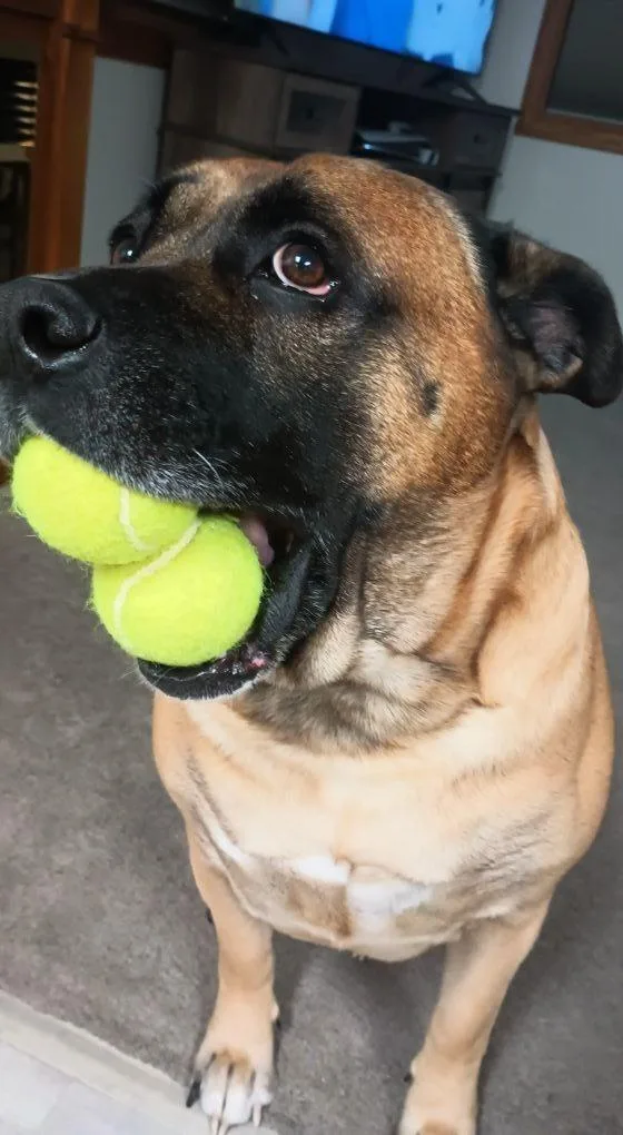 An adult medium-sized male German Shepherd Dog dog named Zade for adoption in Marion, OH