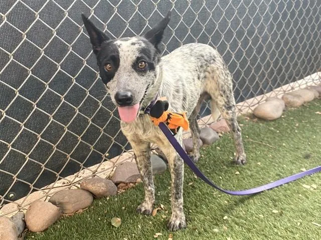 A young large-sized male Australian Cattle Dog / Blue Heeler dog named Spumoni for adoption in Phoenix, AZ