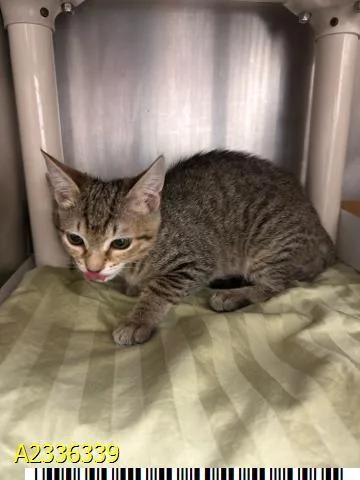 A baby small-sized female Domestic Short Hair cat named Viola for adoption in West Palm Beach, FL