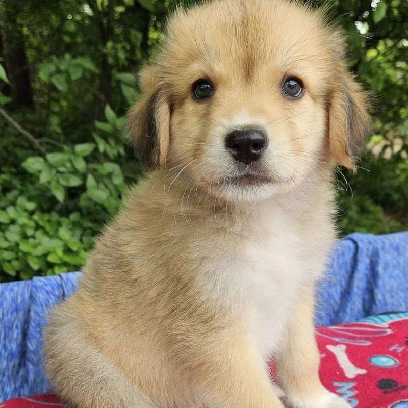 A baby medium-sized male Yellow / Tan / Blond / Fawn Australian Shepherd dog named Spaghetti for adoption in Pelham, NH