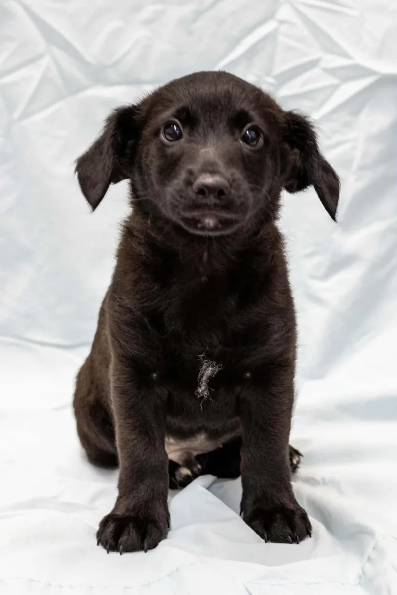 A baby large-sized female Labrador Retriever dog named Poppy for adoption in Pottstown, PA