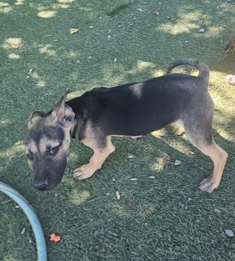 A baby large-sized male Belgian Shepherd / Malinois dog named Radar for adoption in Tracy City , TN