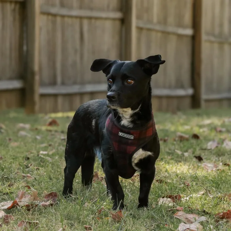 An adult small-sized male Black Cardigan Welsh Corgi dog named Scooter for adoption in Madisonville, KY