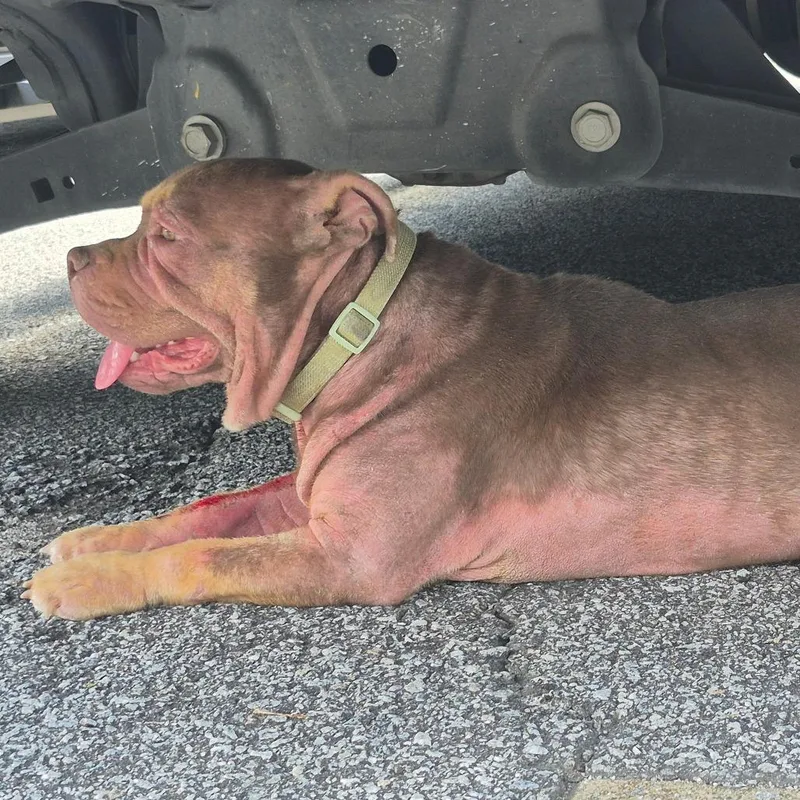 An adult medium-sized female Yellow / Tan / Blond / Fawn Mixed Breed dog named StrayVictoryDrive for adoption in Columbus, GA