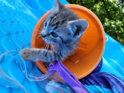 A baby small-sized male Domestic Short Hair cat named Beach Ball for adoption in Wilkesboro, NC