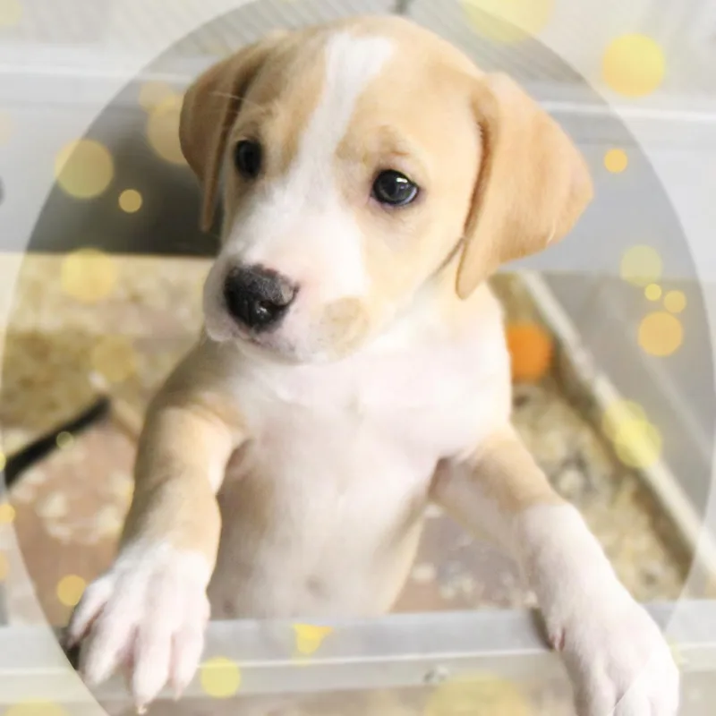 A baby medium-sized male White / Cream Mixed Breed dog named Gibbs for adoption in Amelia, OH