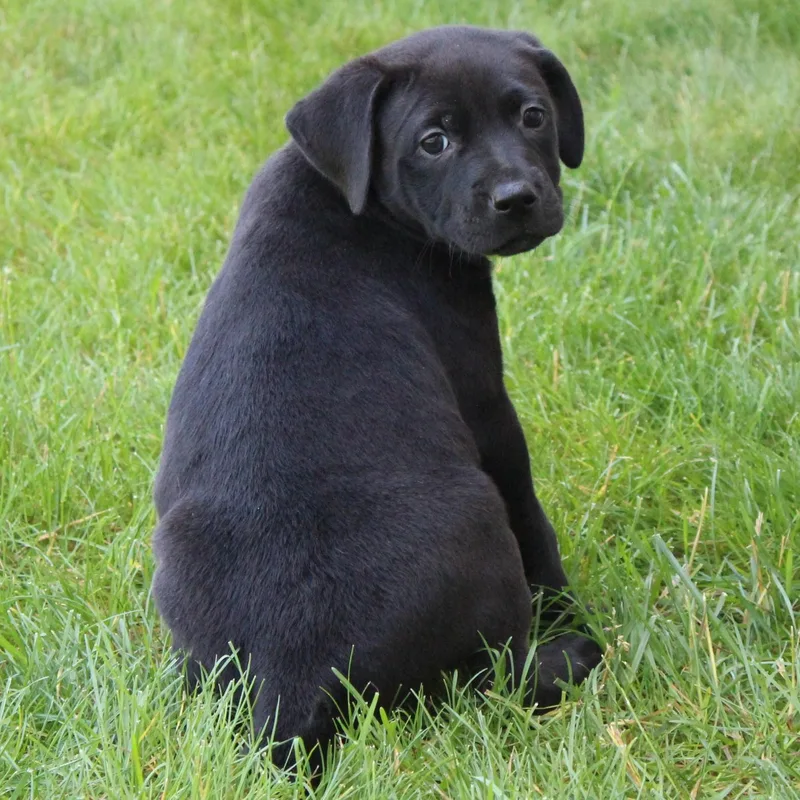 A baby medium-sized male Black Labrador Retriever dog named Cree for adoption in Eaton, OH