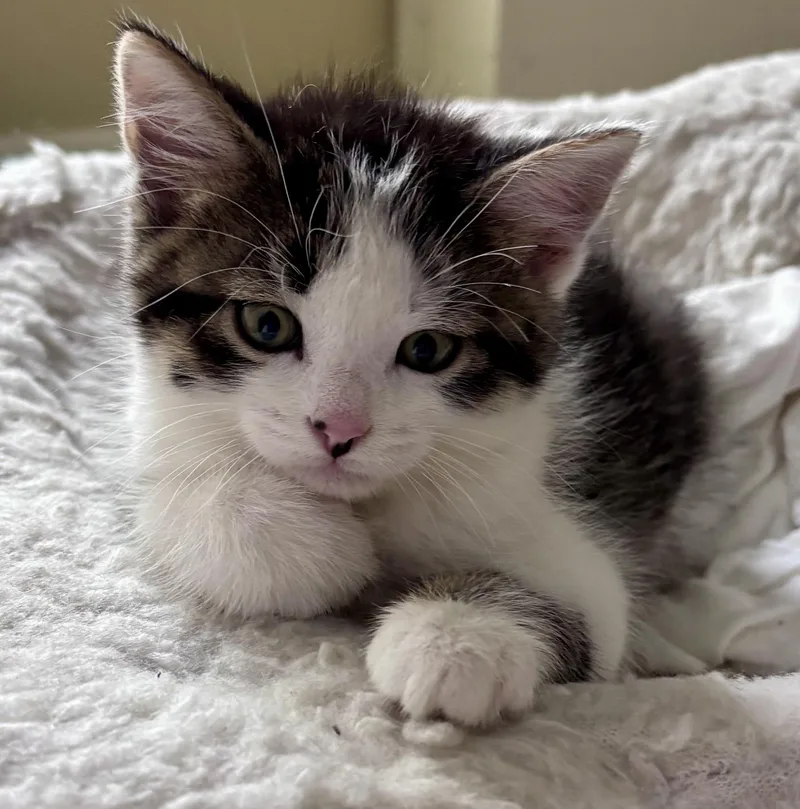 A baby medium-sized male Tabby (Brown / Chocolate) Tabby cat named Kenny Powers for adoption in Lake Orion, MI