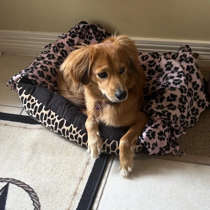 An adult small-sized male Dachshund dog named Bodee for adoption in Sugar Land, TX