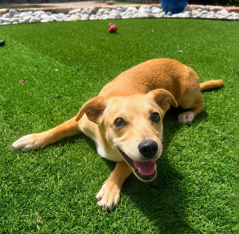 A baby small-sized male Dachshund dog named Sonic for adoption in Dallas, TX