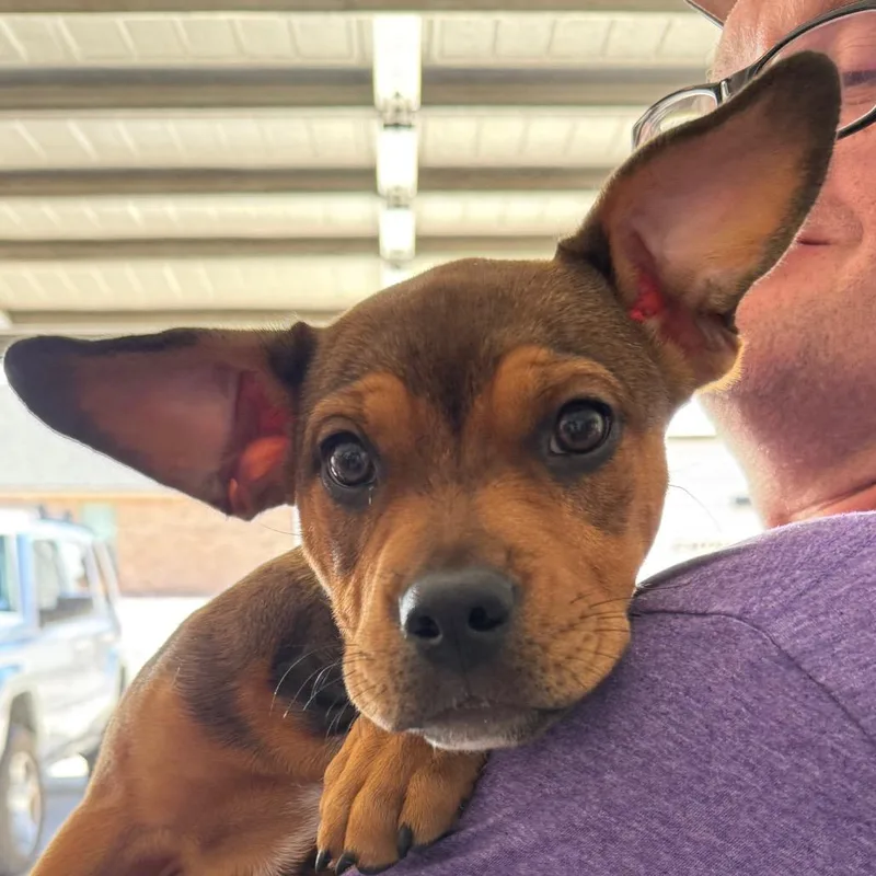 A baby small-sized female Brown / Chocolate Mixed Breed dog named Zara for adoption in Midland, TX