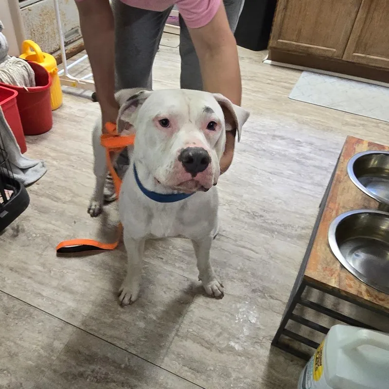 A young large-sized male White / Cream American Bulldog dog named Cain for adoption in Hinesville, GA