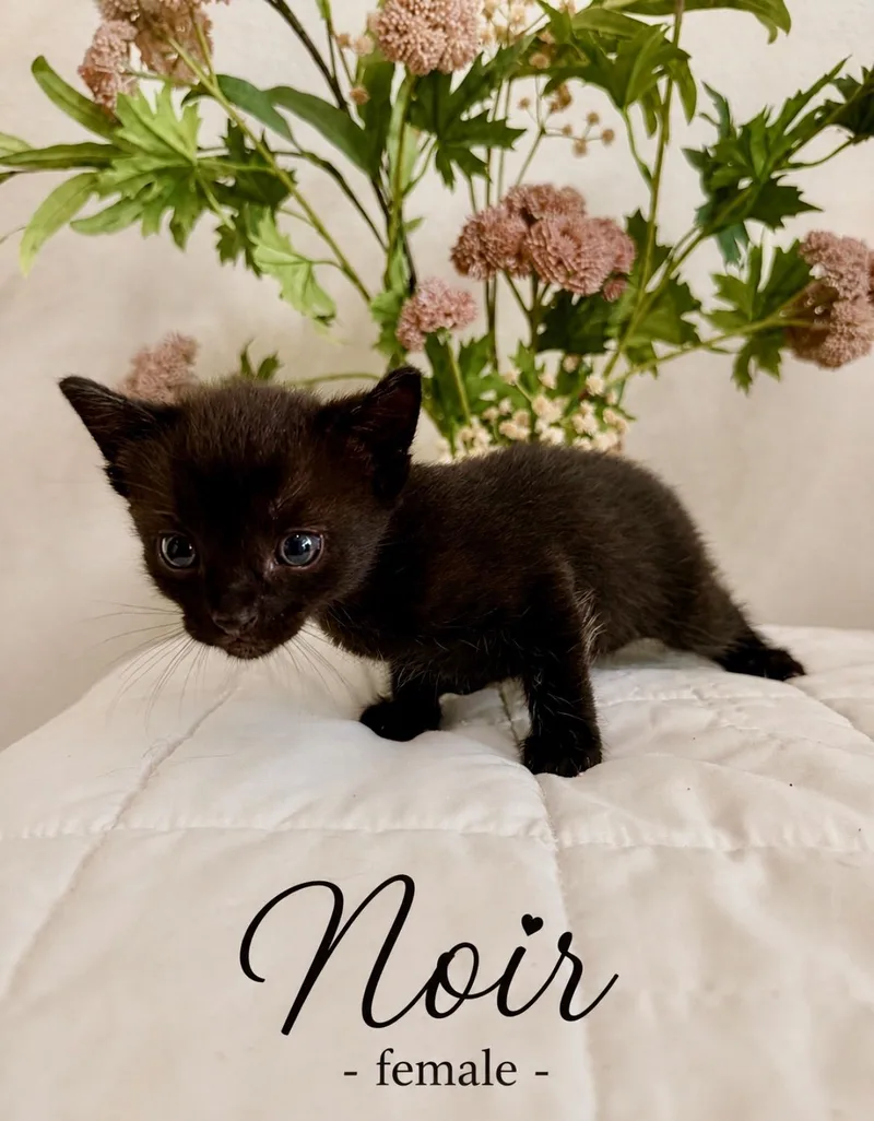 Noir