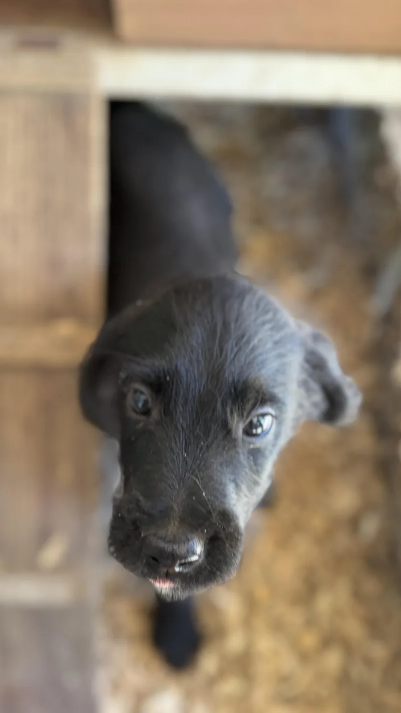 A baby medium-sized male Poodle dog named Jakob for adoption in Fosters, AL