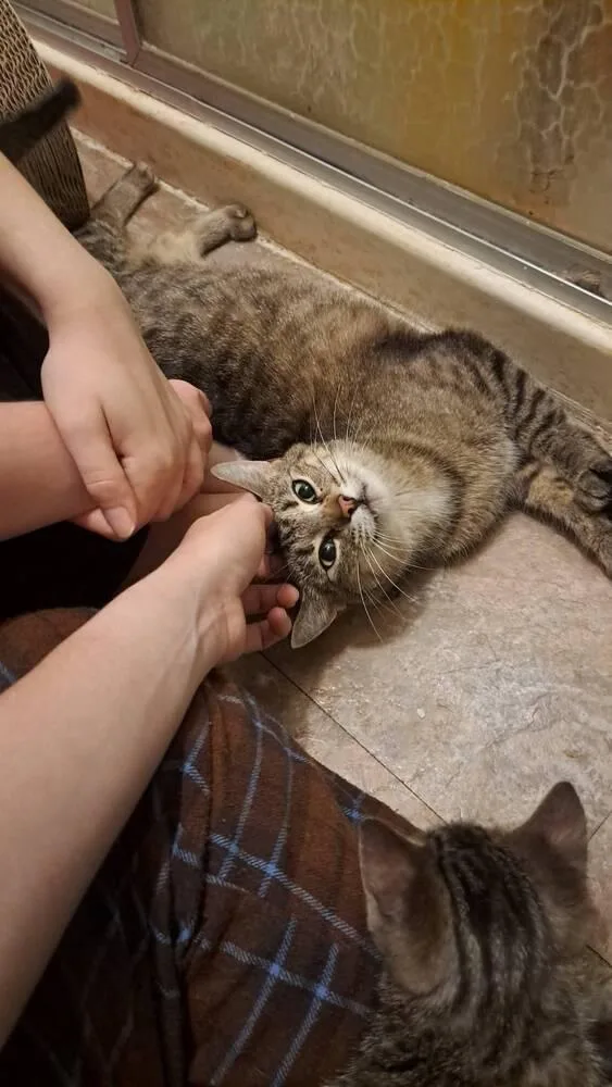 An adult medium-sized female Domestic Short Hair cat named Birdie for adoption in O'Fallon, MO