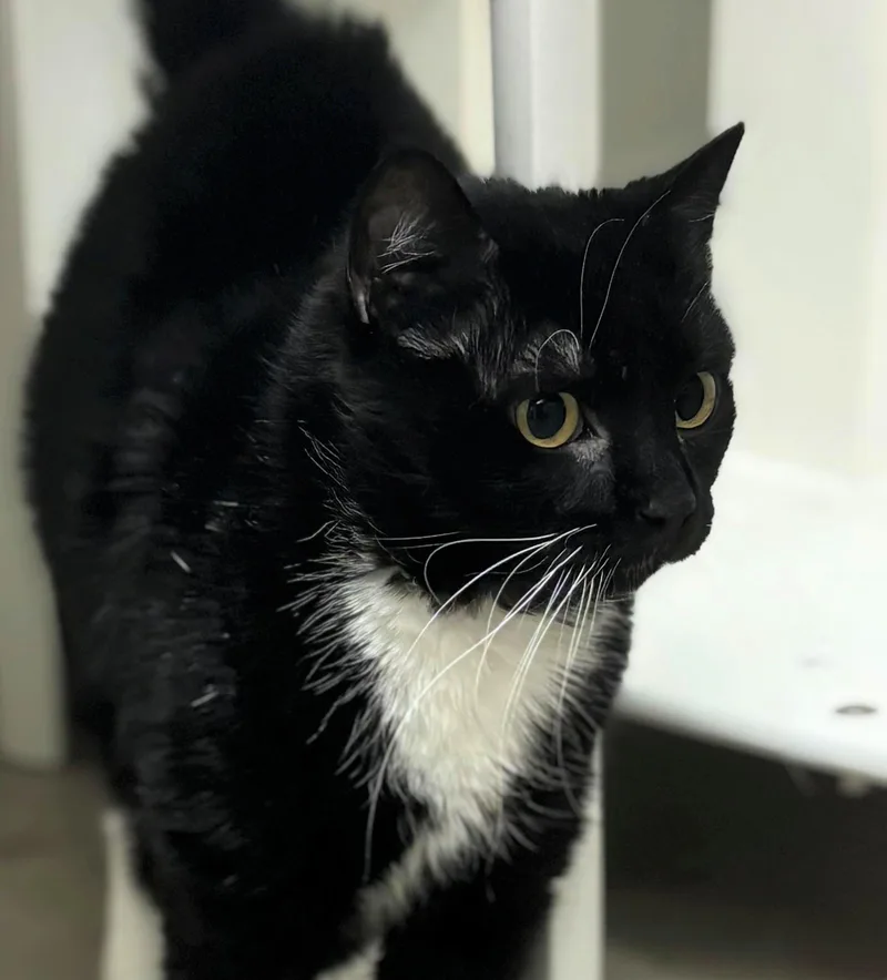 An adult medium-sized female Domestic Short Hair cat named Polka for adoption in Iowa City, IA