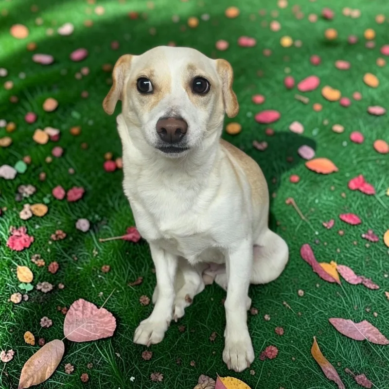 An adult small-sized female Beagle dog named Cally for adoption in Dallas, GA