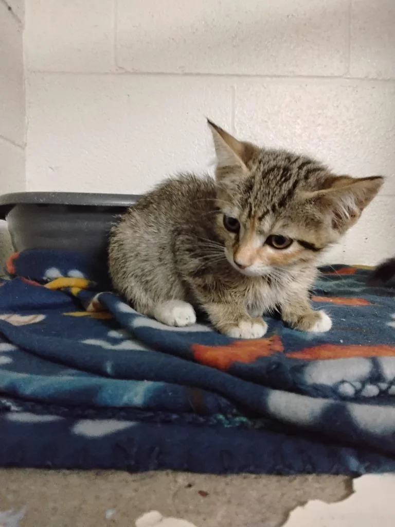 A baby medium-sized female Domestic Short Hair cat named Niblett for adoption in Ada, OK
