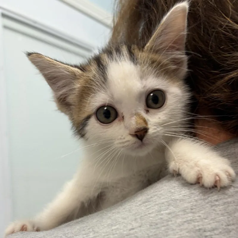 A baby small-sized female White Domestic Short Hair cat named Princess for adoption in Greensboro, GA
