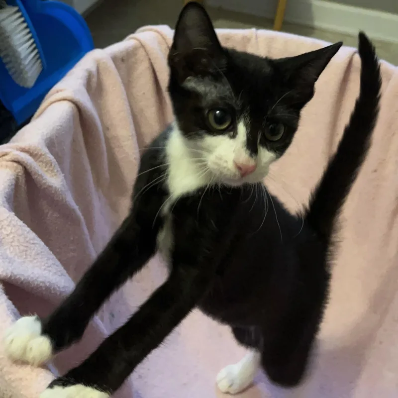 A baby medium-sized female Black & White / Tuxedo Tuxedo cat named Garbanzo Bean for adoption in Columbia, SC