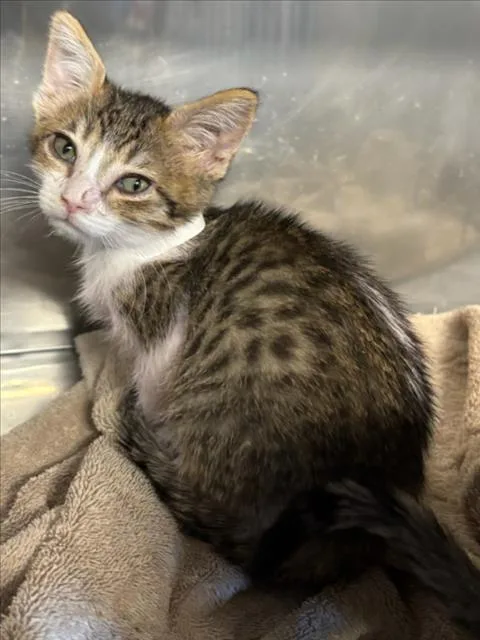 A baby small-sized female Brown / Chocolate Domestic Short Hair cat named Carrie for adoption in Woodland, CA