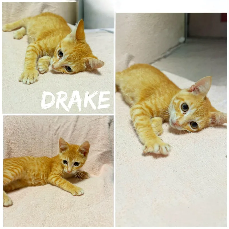 A young medium-sized male Tabby (Orange / Red) Domestic Short Hair cat named Drake for adoption in Saint James, MO