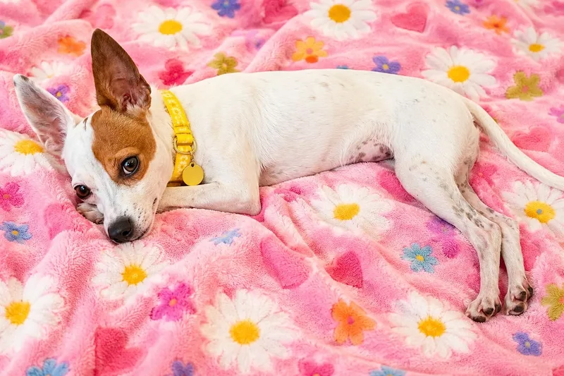 A baby small-sized female White / Cream Rat Terrier dog named Elle for adoption in Liverpool, TX