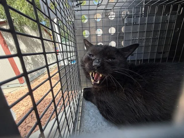 An adult large-sized male Domestic Short Hair cat named Quintin B Squintin for adoption in West Valley City, UT