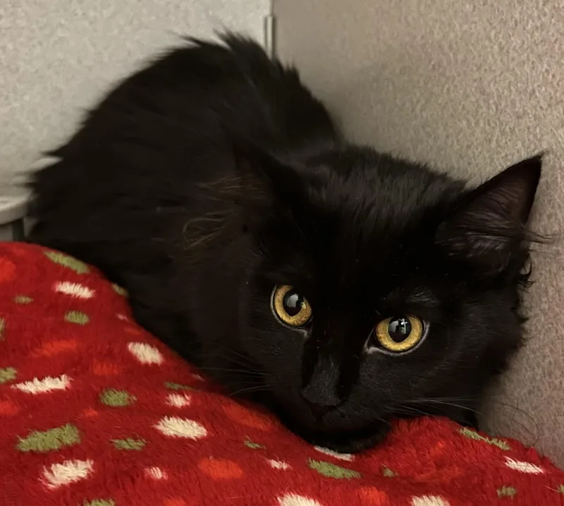 A baby medium-sized female Black Domestic Short Hair cat named Cheese for adoption in Mason City, IA